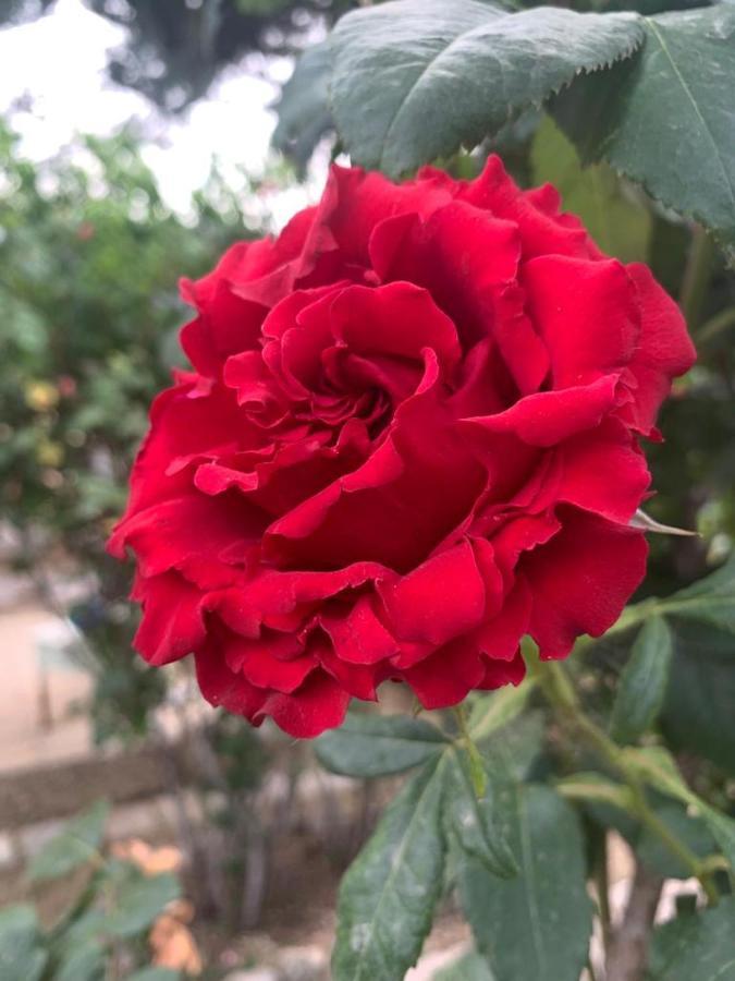 Вилла Il Giardino Degli Antichi Sapori Челье-Мессапика Экстерьер фото