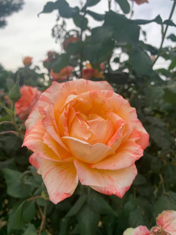 Вилла Il Giardino Degli Antichi Sapori Челье-Мессапика Экстерьер фото