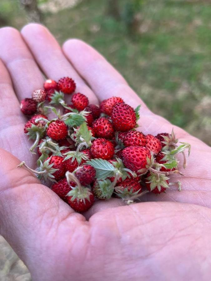 Вилла Il Giardino Degli Antichi Sapori Челье-Мессапика Экстерьер фото