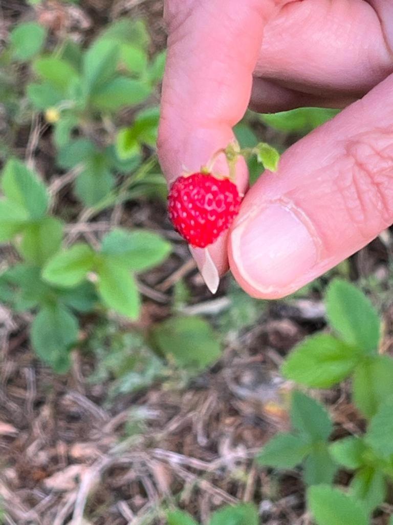 Вилла Il Giardino Degli Antichi Sapori Челье-Мессапика Экстерьер фото