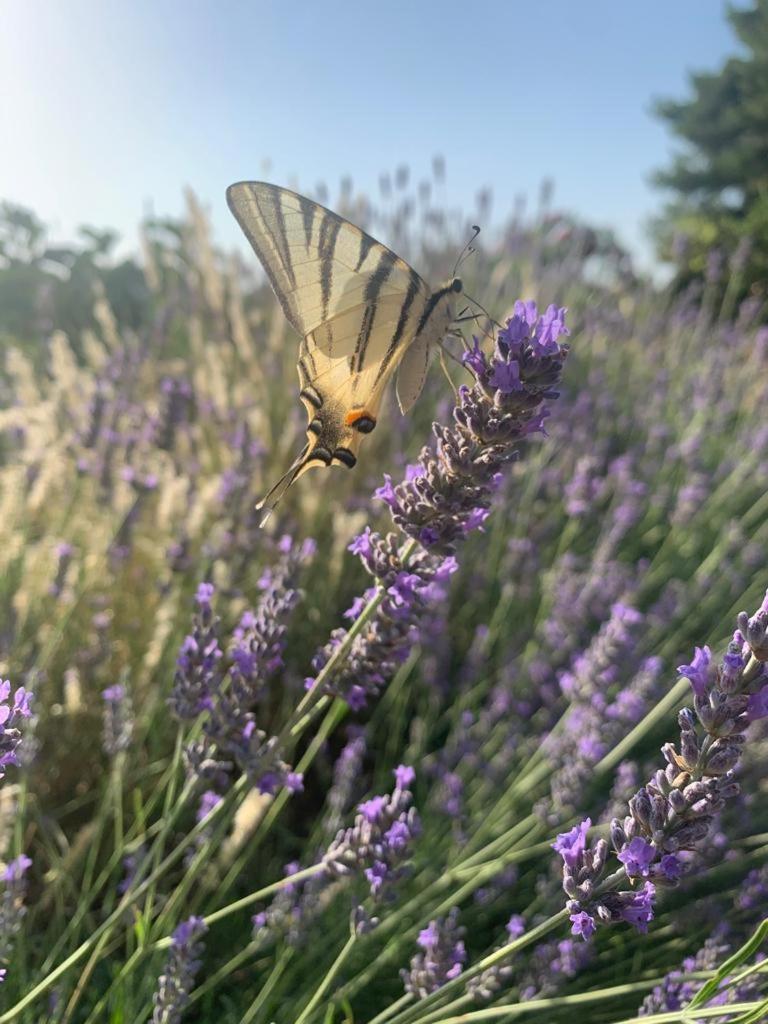 Вилла Il Giardino Degli Antichi Sapori Челье-Мессапика Экстерьер фото